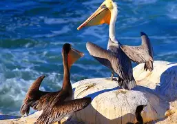 开云-重磅！今夜新奥尔良鹈鹕调整名单以备国王杯JackeyLove新星问鼎冠军表现惊艳，多特蒙德窗口期迎来里程碑